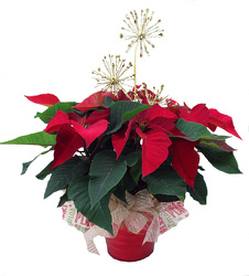 DFP262 Red tin Container with Poinsettia Plant 