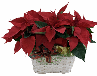 DFP284 Plaid tin pot cover w/Red Poinsettia Plant 