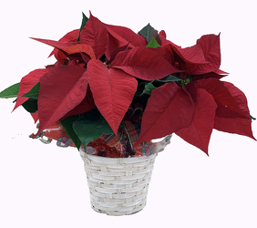 DFP286 White Basket pot cover is  filled w/poinsettia plant 