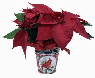 DFP287 Cardinal plastic pot cover w/ Poinsettia Plant 
