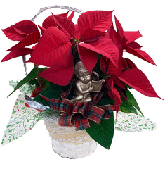 DFP288 Cardinal Pot Cover w/ Red poinsettia Plant 