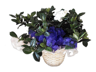 DFP357 Gardenia Plant in Basket  