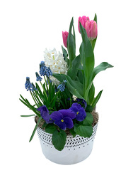 DFP384 Bulb Garden White Tin  