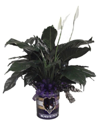 DFP453 Raven Small Tin w/peace lily plant 