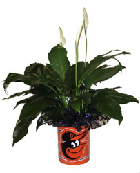 DFP459 Small Oriole Tin w/Peace Lily Plant 