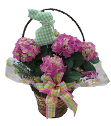 DFP467 Hydrangea Plant in Basket Cover  