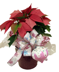 DFP749 Pink Poinsettia Plant in Pot cover w/ornament  