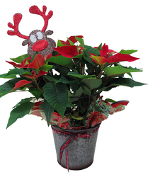 DFP758 Magical Reindeer Red Poinsettia Plant  