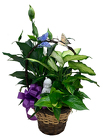 DFP826 Angel/Butterfly Dish Garden  