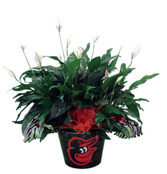 DFP829  Oriole's Tin Bucket w/Peace Lily Plant  