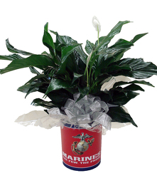 DFPM5 Marine Tin container with Peace Lily Plant 