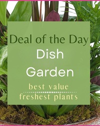 Designer's Choice Dish Garden