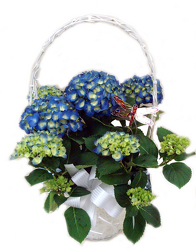 DPI9 Hydrangea Plant in Trellis Basket  