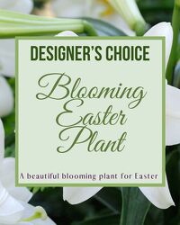 Designer's Choice - Blooming Easter Plant