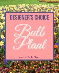 Designer's Choice - Bulb Plant