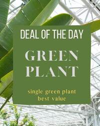 Green Plant Deal of the Day 