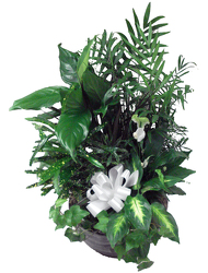 LDG1 Garden Planter in Ceramic Container 