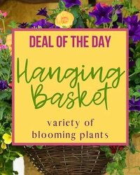 Deal of the Day - Hanging Basket