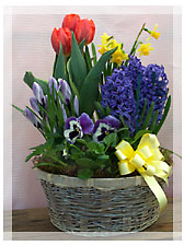 Basket of Mixed Bulb Plants 