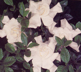 Gardenia Plant  