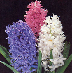 Hyacinths 