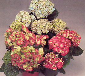 Hydrangea Plant  