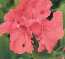 Martha Washington Geranium 