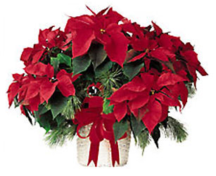 Poinsettia in Basket 