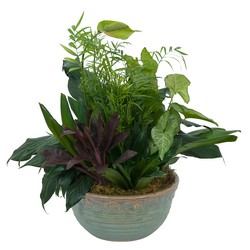 TMF-620 Medium Dish Garden 