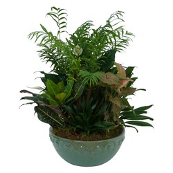 TMF-621 Large Dish Garden 