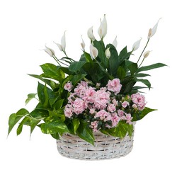 TMF-633 Living Blooming  White Garden Basket  