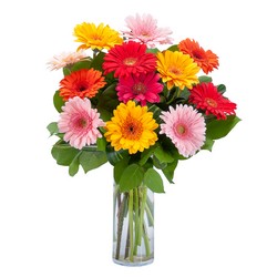 TMF-674 Grand Gerbera 