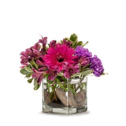 TMF13-277 Simply Purple 