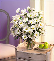 Daisies Galore 