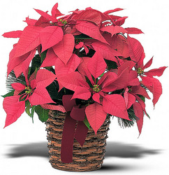 TF103-3 Poinsettia Plant in Basket