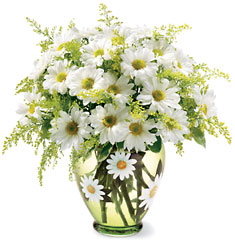 Teleflora's Crazy for Daisies Bouquet  