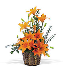 Asiatic Lilies 