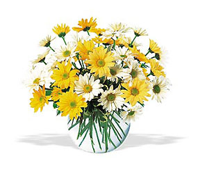 Dashing Daisies 