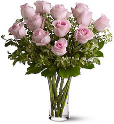 Pink Roses 