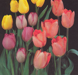Tulip Plants  